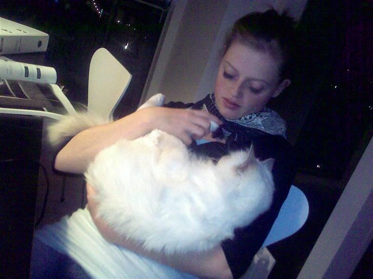 Hellig Birma Bella - Mor er ikke så stor, meen Bella har haft lidt vokseværk. billede 18