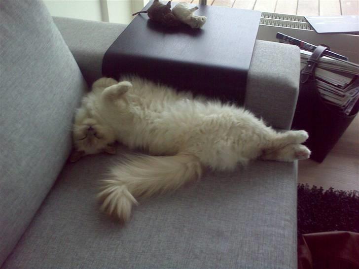 Hellig Birma Bella - Åhh, så hårdt at sove. billede 19