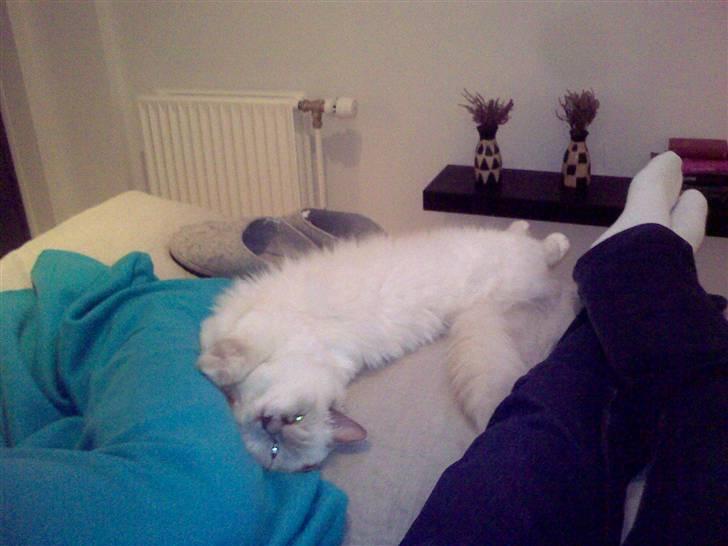 Hellig Birma Bella - Putter med mor og far billede 20