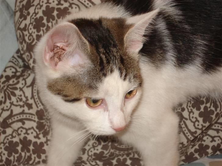 Blanding af racer | Lucky | Min!<3 - Smukke mis:D<3 billede 13