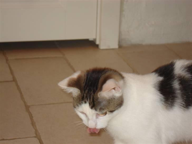 Blanding af racer | Lucky | Min!<3 - lidt uheldigt billede! ;) billede 14