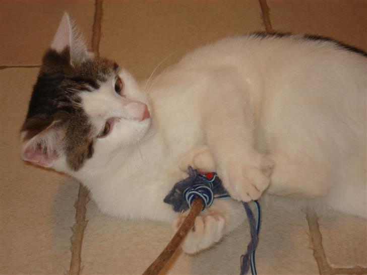 Blanding af racer | Lucky | Min!<3 - leger lidt:D billede 15