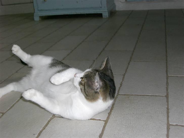 Huskat Trunte<3 billede 6