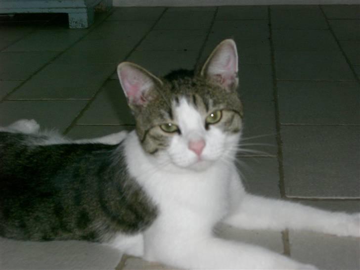 Huskat Trunte<3 billede 7