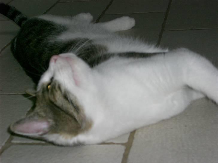 Huskat Trunte<3 billede 8