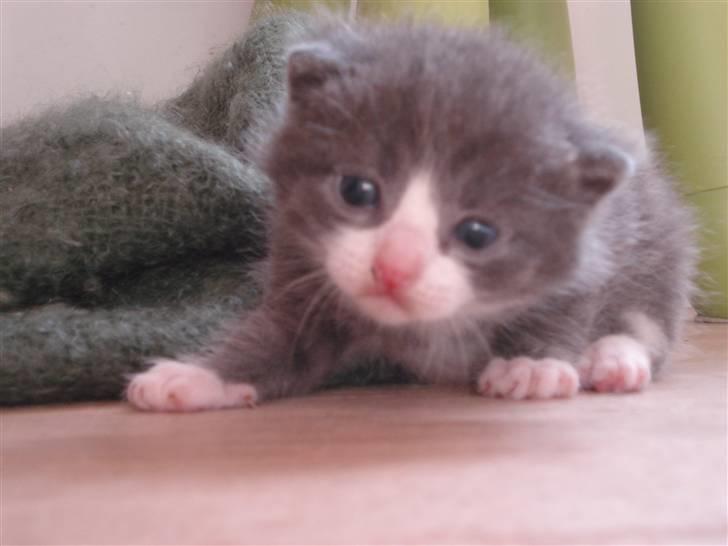 Blanding af racer | Enjoy<3 | Solgt :( billede 1