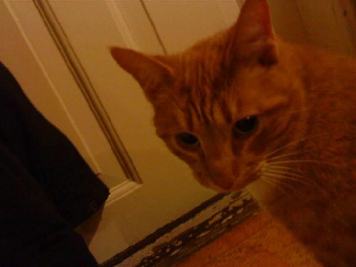 Huskat Pumba billede 2