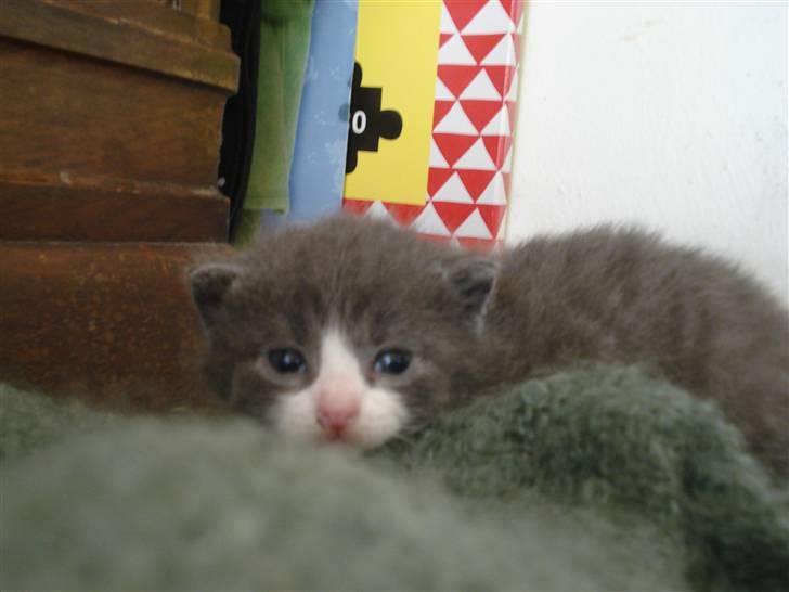 Blanding af racer | Enjoy<3 | Solgt :( - Lille joy:) billede 2