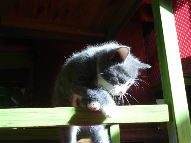 Blanding af racer | Enjoy<3 | Solgt :( - På opdagelse ;) billede 3