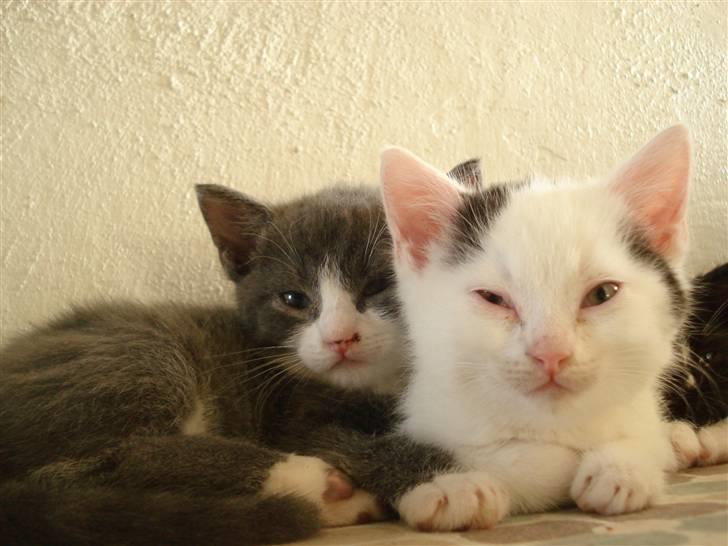 Blanding af racer | Enjoy<3 | Solgt :( - Enjoy & Black Spot :o) billede 4