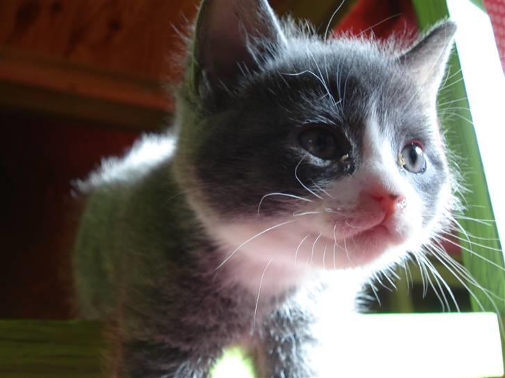 Blanding af racer | Enjoy<3 | Solgt :( - Min fiine miis :) billede 5