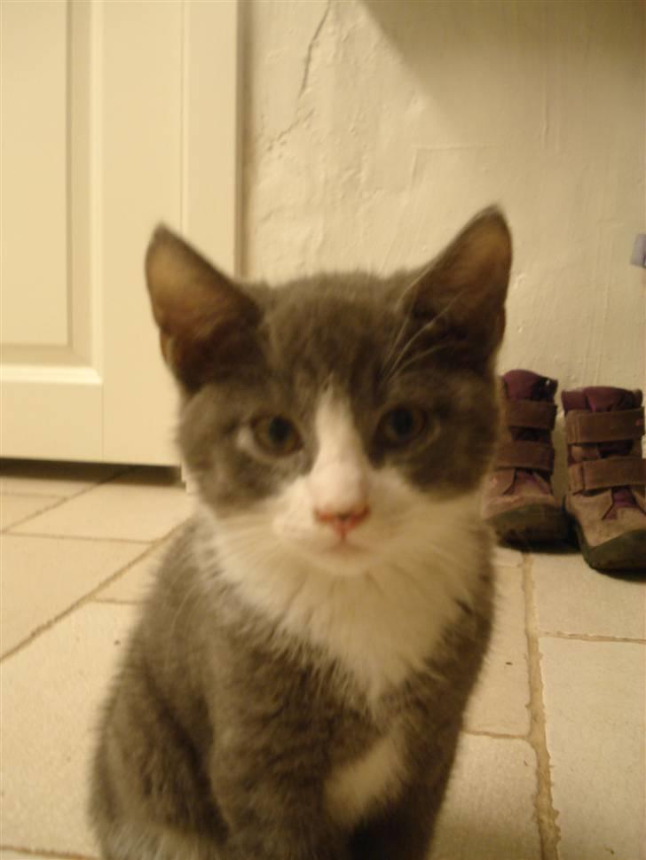 Blanding af racer | Enjoy<3 | Solgt :( billede 6