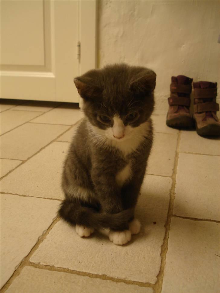 Blanding af racer | Enjoy<3 | Solgt :( billede 7