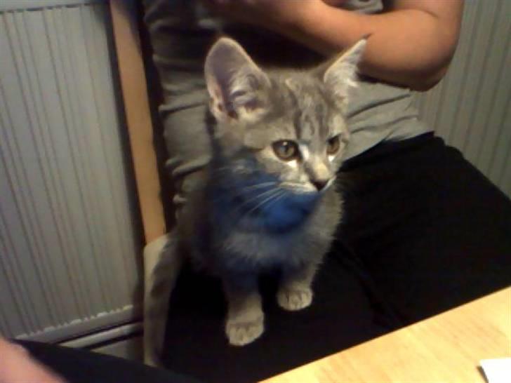 Blanding af racer Gordon billede 1