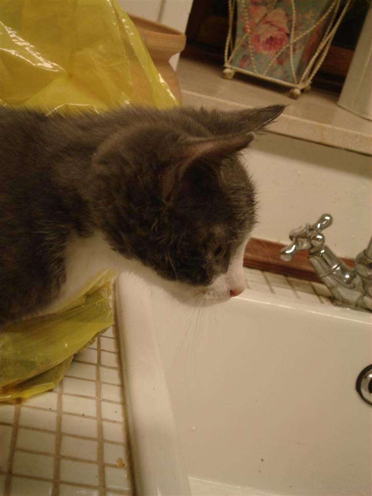 Blanding af racer | Enjoy<3 | Solgt :( billede 8