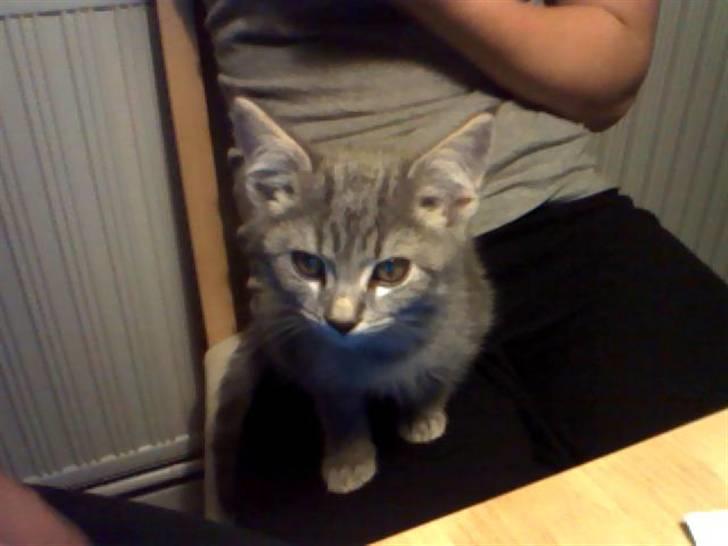 Blanding af racer Gordon billede 2