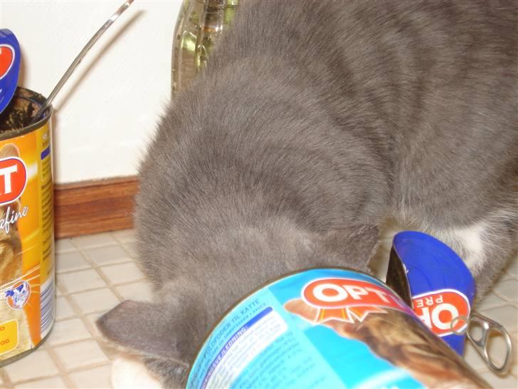 Blanding af racer | Enjoy<3 | Solgt :( - Joy fandt lige en dåse kattemad;) Mmm ;) billede 9