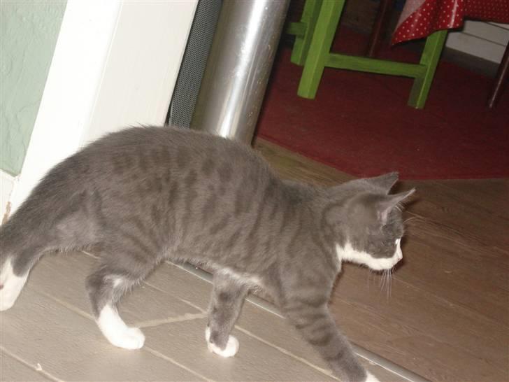 Blanding af racer | Enjoy<3 | Solgt :( billede 10