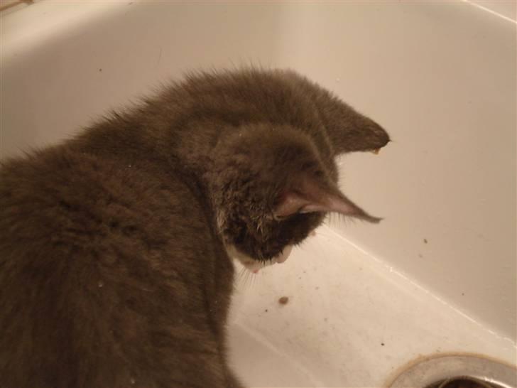 Blanding af racer | Enjoy<3 | Solgt :( billede 11