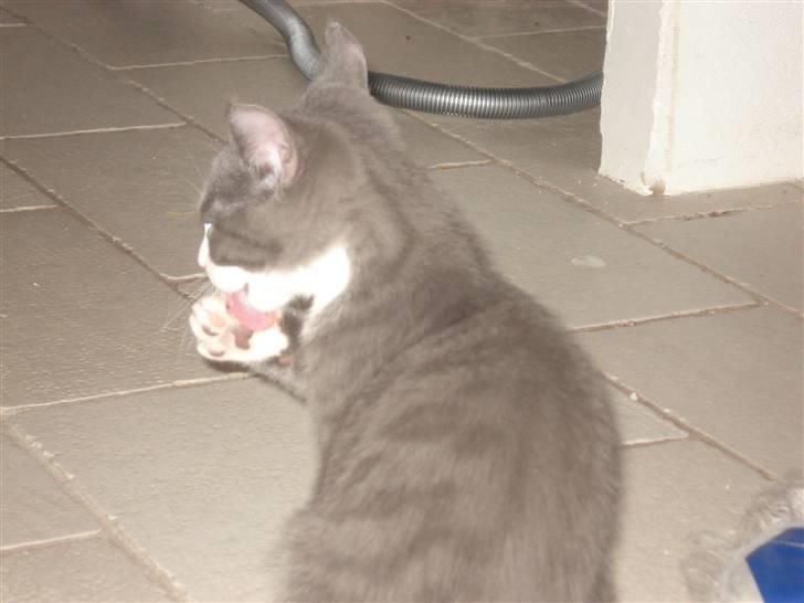 Blanding af racer | Enjoy<3 | Solgt :( - vasker sig lidt:) billede 12