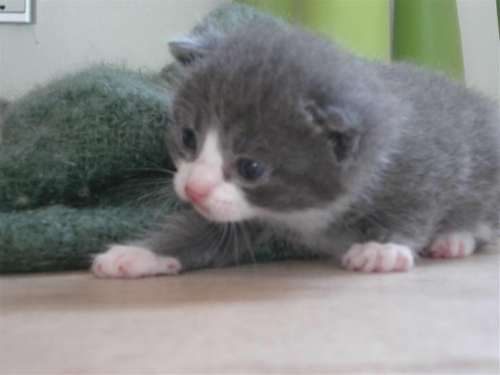 Blanding af racer | Enjoy<3 | Solgt :( billede 13