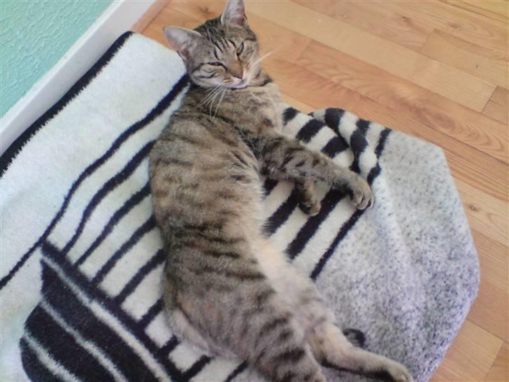 Blanding af racer Familien Jensen's Tiger billede 18