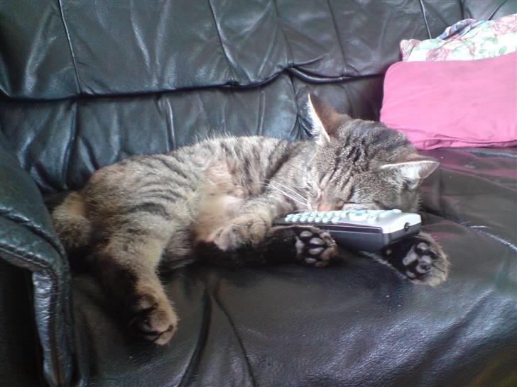 Blanding af racer Familien Jensen's Tiger billede 19