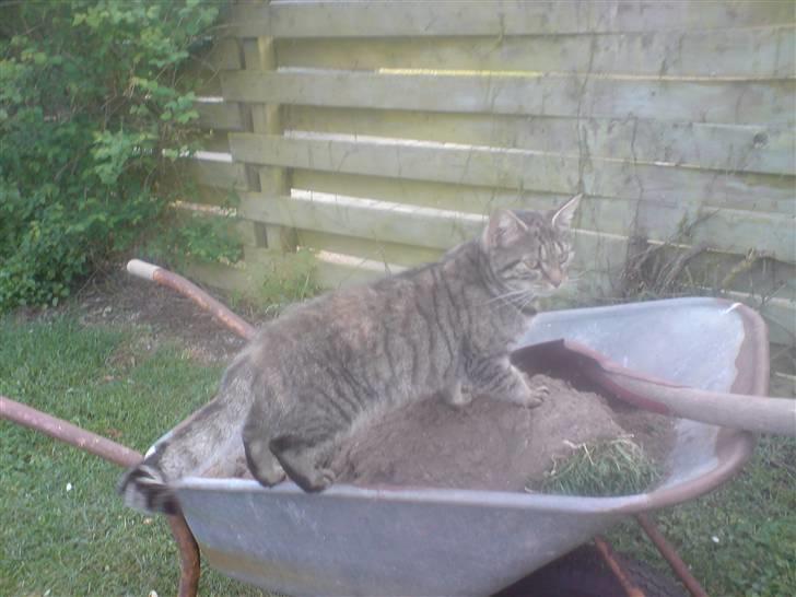 Blanding af racer Familien Jensen's Tiger billede 20