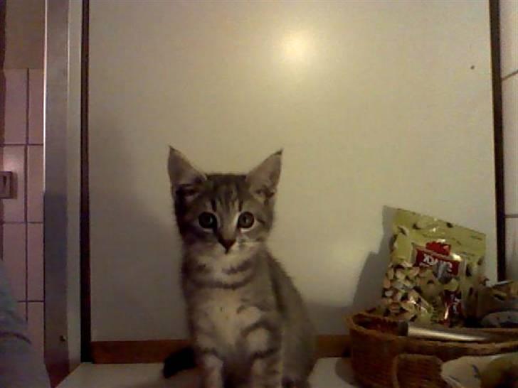 Blanding af racer Gordon billede 3