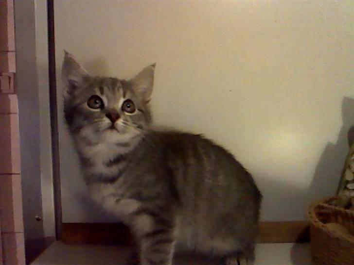 Blanding af racer Gordon billede 4