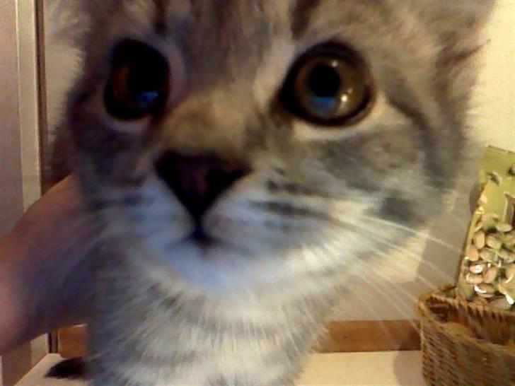 Blanding af racer Gordon billede 5