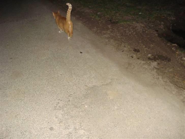 Huskat Pumba billede 3