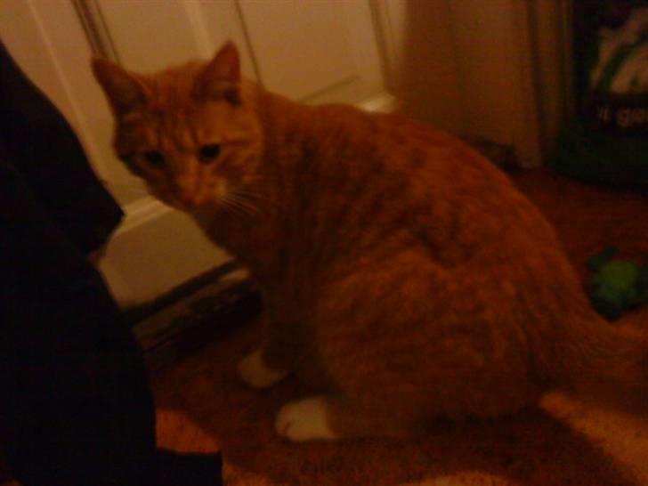 Huskat Pumba billede 4