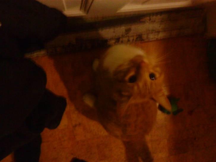 Huskat Pumba billede 5