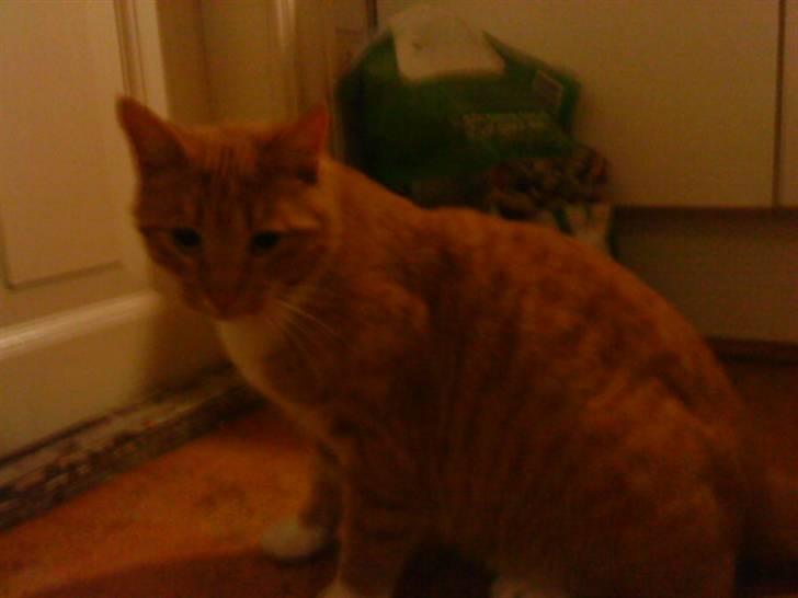 Huskat Pumba billede 6