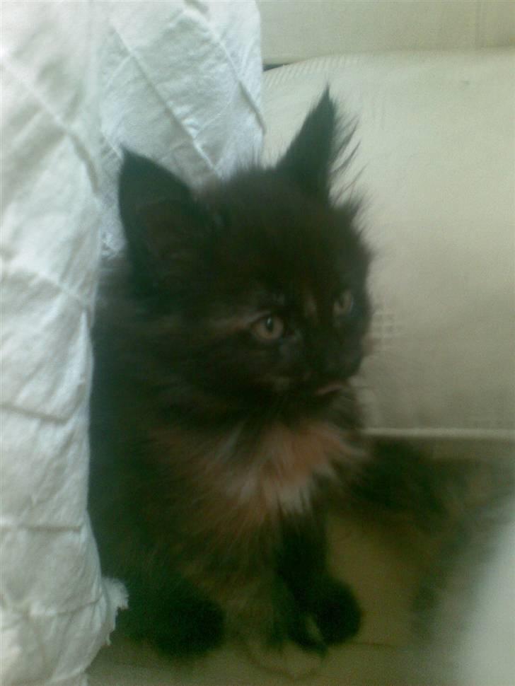 Maine Coon Apache - Apache. Født 250509. Her ca 8 uger. Hun er købt hos min søster så her fulgt hende frs dag 1. Hun har været hos mig sidden hun var 12 uger. billede 1