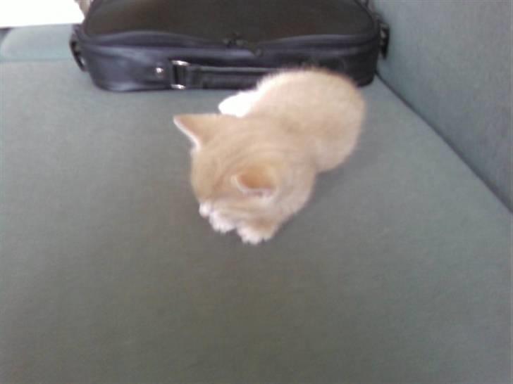 Huskat Mufasa billede 1