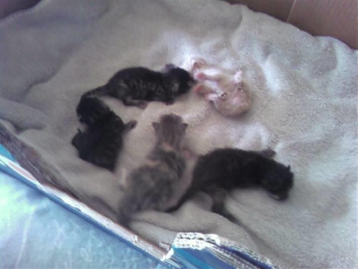 Huskat Mufasa - Ham og hans søskende :)  billede 2