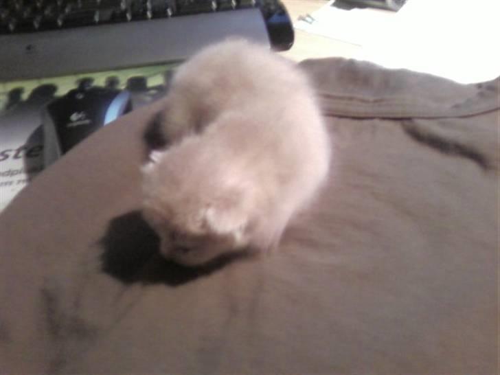 Huskat Mufasa billede 3