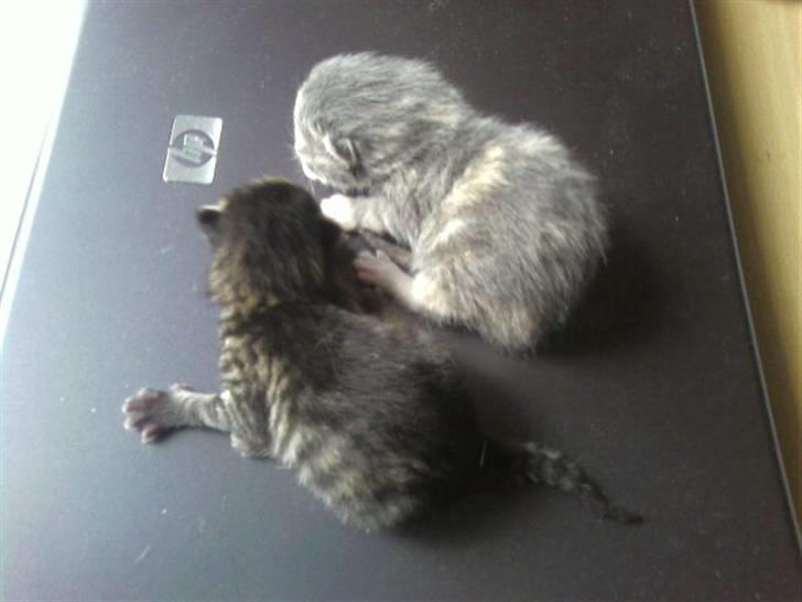 Huskat Mufasa - 2 af hans søskende, den ene er min kusines kat billede 4