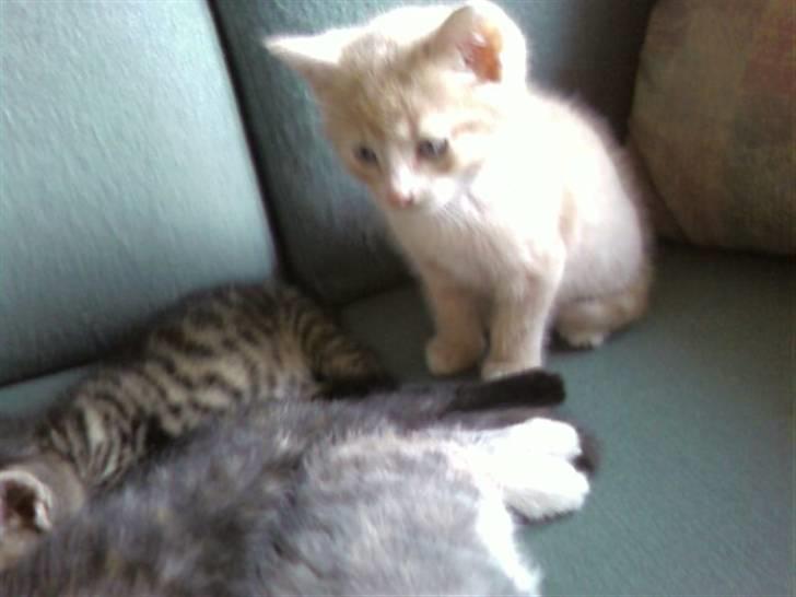 Huskat Mufasa - Klar til at lege, men de andre gider ikk.. ØV  billede 5