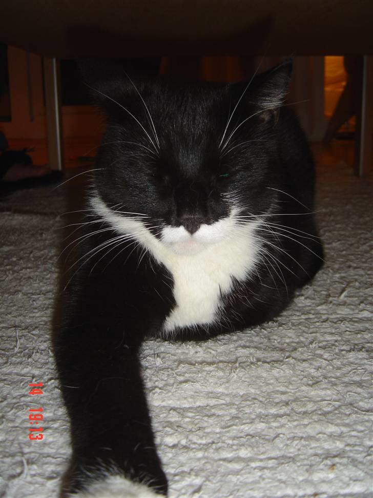 Huskat Hr. Bo billede 1