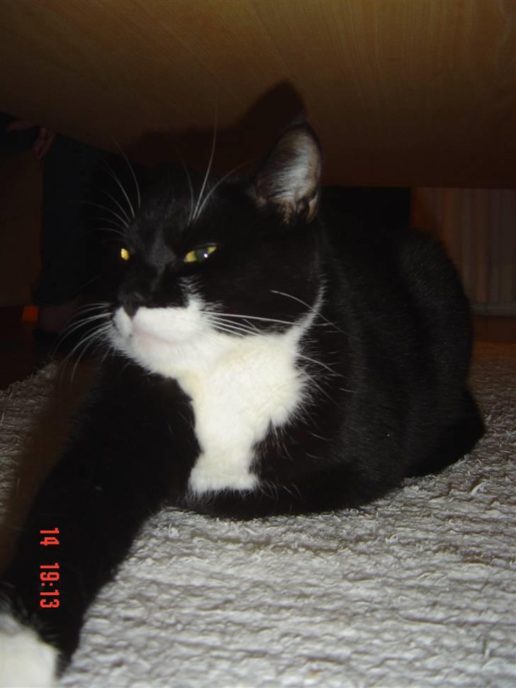 Huskat Hr. Bo billede 2