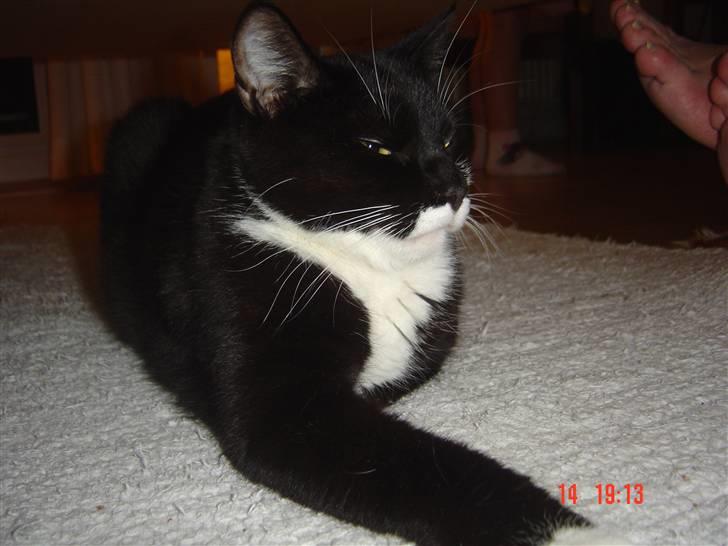 Huskat Hr. Bo billede 3