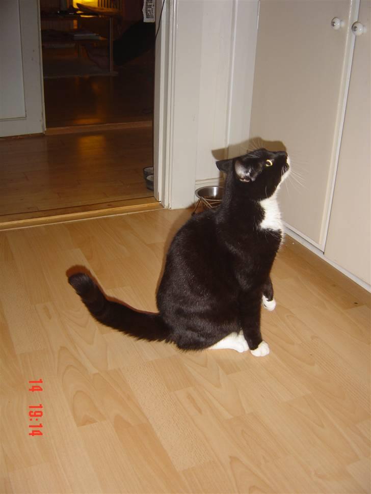 Huskat Hr. Bo billede 4