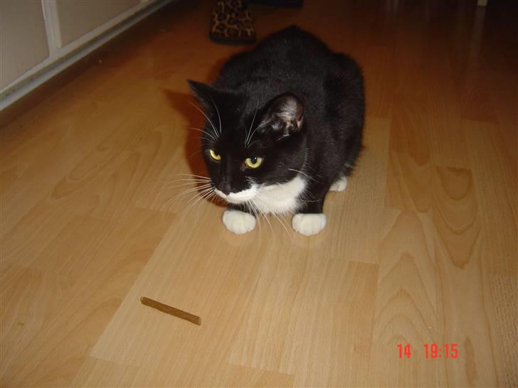 Huskat Hr. Bo billede 5