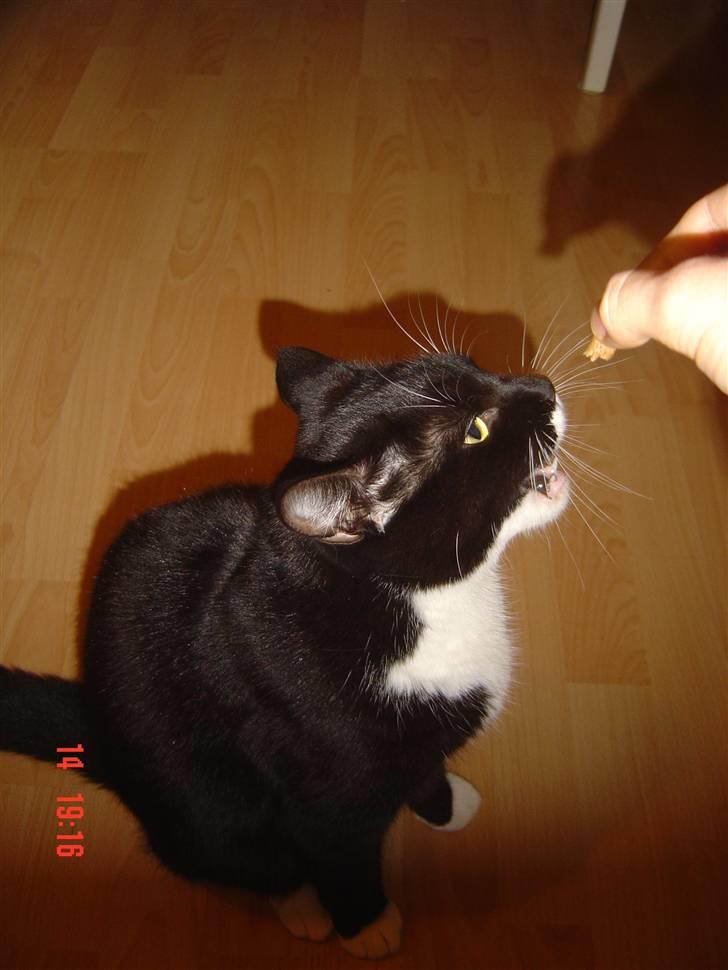 Huskat Hr. Bo billede 6