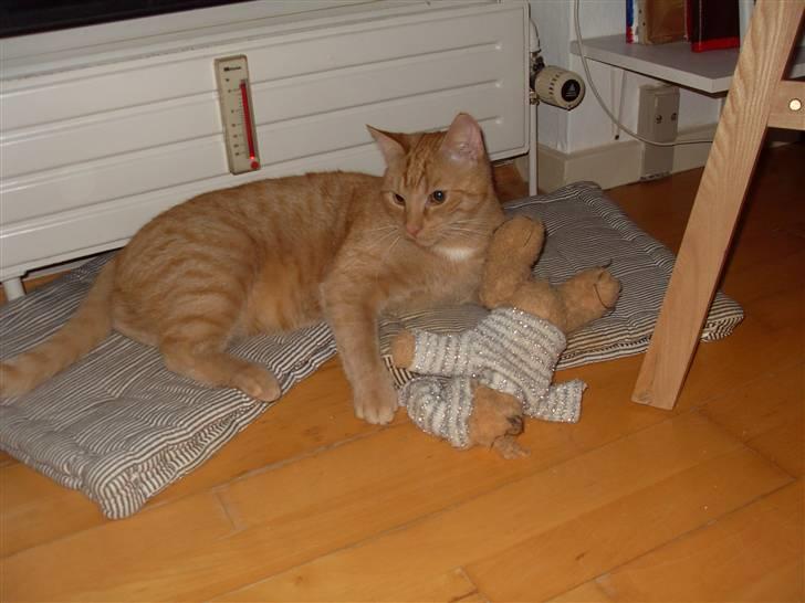 Huskat Rasmus født 17. okt. billede 11