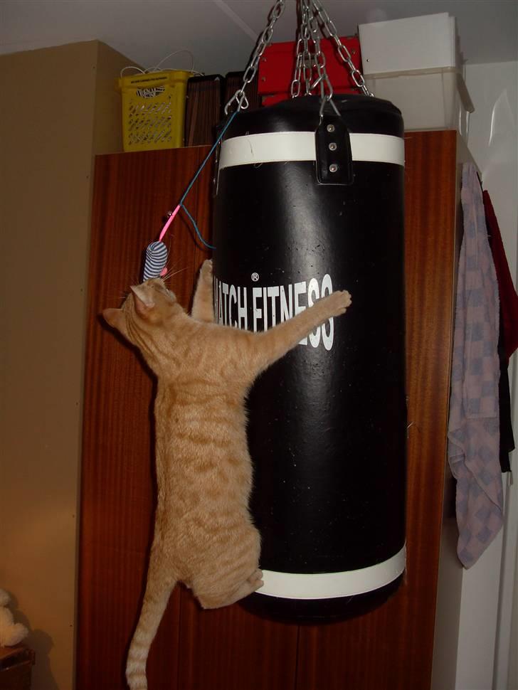 Huskat Rasmus født 17. okt. billede 12