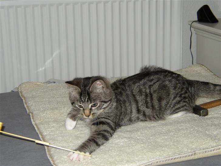 Huskat Futte billede 2